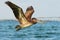 Pelican starting in the blue water. Brown Pelican splashing in water. bird in the dark water, nature habitat, Florida, USA.