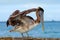 Pelican starting in the blue water. Brown Pelican splashing in water. bird in the dark water, nature habitat, Florida, USA.