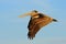 Pelican starting in the blue water. Brown Pelican splashing in water. bird in the dark water, nature habitat, Florida, USA. Wildli