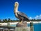 Pelican Stature