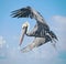 A pelican strikes an agressive pose while scaring a great egret away from a piling