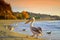 Pelican strolling on beach