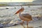 Pelican strolling on shore