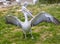 Pelican strolls among other pelicans and spreads its wings