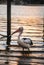 Pelican at Sunset on Noosa River