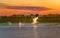 Pelican at sunset taking off with a water splash in the Danube Delta