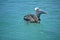 Pelican Swallowing a Fish While Floating in Water