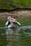 Pelican swim and catc fish on the lake