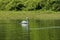 Pelican swim in Kerkini lake