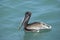 Pelican Swimming