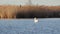 Pelican Swimming Across Frame on a Lake