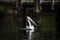 Pelican Swimming on a Bay in Noosa, Australia. Nature Concept