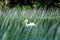 Pelican swimming at Child`s Lake in Duck Mountain Provincial Park, Manitoba, Canada