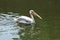 pelican swimming in river