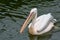 Pelican swims