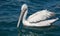 A pelican swims in the middle of the sea