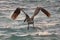 Pelican swoop on water fly flying