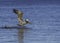 Pelican take off from water