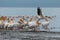 A pelican takes flight over Lake Nakuru in Kenya as flamingos stand in the water in the distance