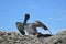 A pelican takes full measure of the photographer while resting at the Boca Inlet