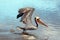 Pelican taking off in flight at Ventura beach next to Santa Clara river wetland on California`s gold coast in the USA