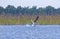 Pelican taking off from pond