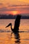 Pelican taking off from water at dawn