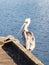 Pelican texas bird sea ocean dock