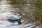 Pelican trying to swallow a plastic gas lighter in the city pond