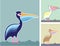 Pelican Vector Illustration Colors