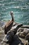 Pelican in Vina del Mar, Chile