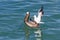 Pelican vs sea gull