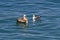 Pelican vs sea gull