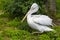 Pelican walking among green foliage in the bird cage open