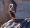 Pelican warming in the sun on Pelikan Rock in Cabo San Lucas Baja Mexico