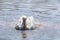 Pelican washing himself in water