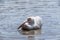 Pelican washing himself in water