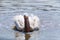 Pelican washing himself in water