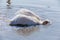 Pelican washing himself in water