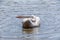 Pelican washing himself in water