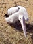 Pelican washing and scratching