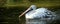 Pelican in water