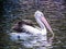 Pelican on water