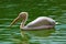 Pelican in water