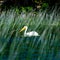 Pelican in the water at Child`s Lake in Duck Mountain Provincial Park, Manitoba, Canada