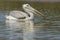 Pelican on water South Africa