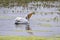 Pelican in the water swallowing food.