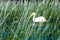 Pelican in the weeds at Child`s Lake in Duck Mountain Provincial Park, Manitoba, Canada
