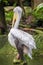 Pelican with wet feathers and long tail resting on sculpture in park in Malaysia