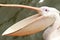 Pelican with wide open beak